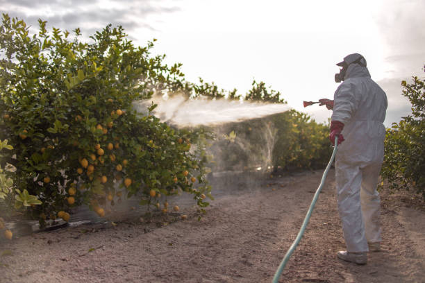 Best Local Pest Control Services  in Caon City, CO