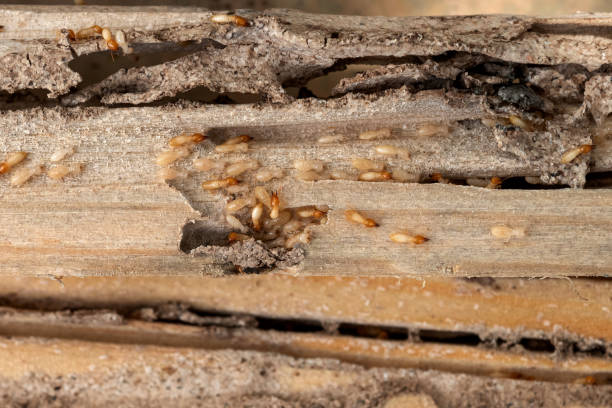 Best Best Pest Control Companies  in Caon City, CO